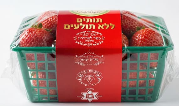 פיתוח יחודי של תותים ללא תולעים על ידי הרב שניאור רווח והמכון למצוות התלויות בארץ
